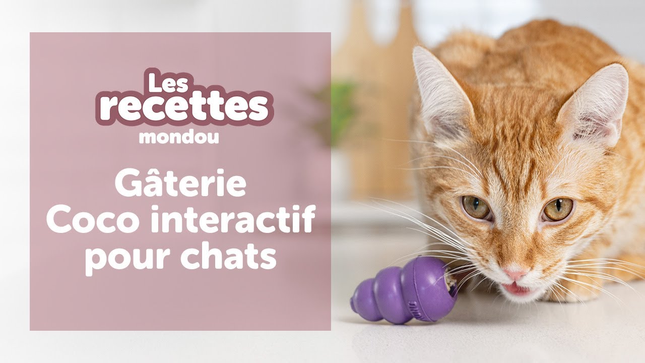 Kit panier Shaker tête de chat avec instructions étape par étape et