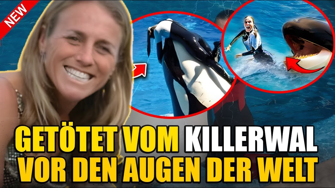 Letzter Moment von Dawn Brancheau – Getötet von einem Killerwal vor den Augen der Welt