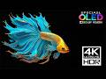World of Underwater🐟OLED Dolby Vision 8K HDR 60FPS (8K Video)