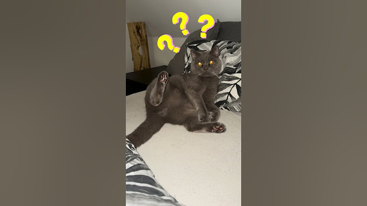 Entschuldige dich NICHT, wenn du auf den Schwanz deiner Katze trittst! #cat #catsofyoutube #katze