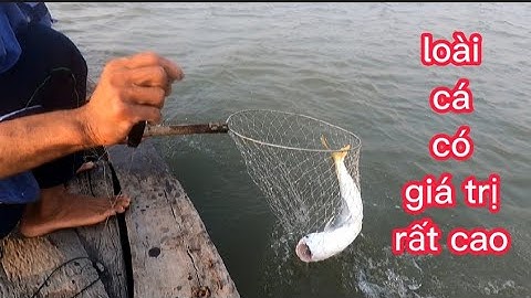 đi kéo câu neo, săn loài cá Quý hiếm (lê nghiã cần giờ)