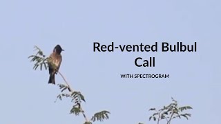 Red Vented Bulbul Call with Spectrogram | Bengali Name বুলবুলি | Bird Song 31 | Type 5
