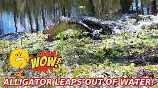 Massive Alligator Explodes From Water in Shocking Leap
