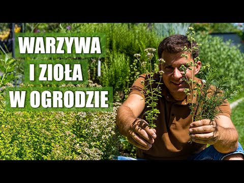 Wideo: Jakie są zalety ziół werbeny - Uprawa ziół werbeny w Twoim ogrodzie