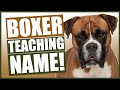PUPPY TRAINING! Teaching Your BOXER Puppy Their Name