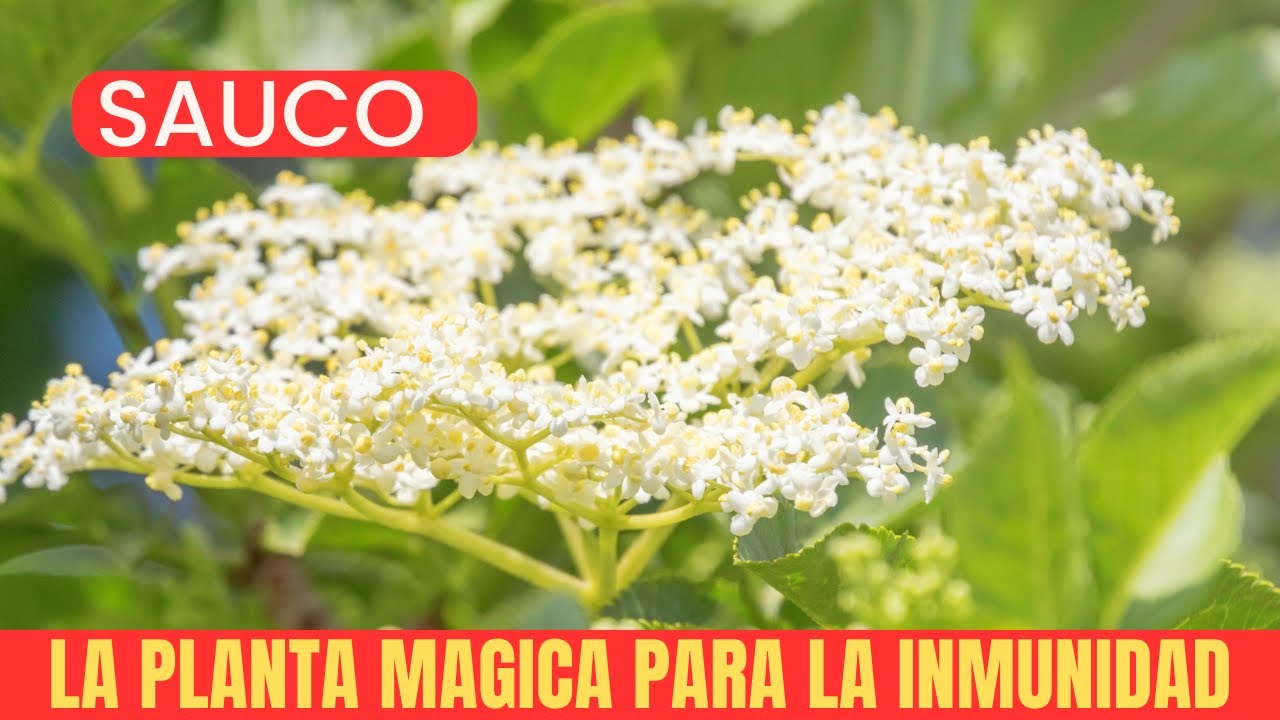BENEFICIOS DEL SAUCO con esta planta ya no tendrás nunca más refriados