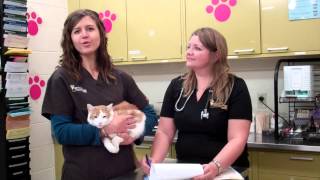 Famous Veterinary Technology Program Profile