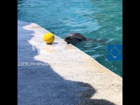 ბათუმის დელფინარიუმში დაბადებული პირველი დელფინი \"ნინი\"10 წლის გახდა