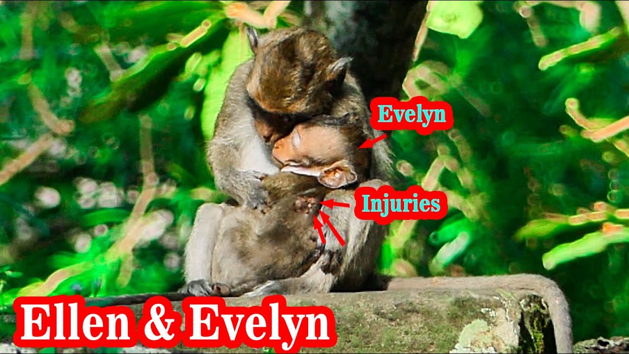 Update Ellen's Family : Evelyn baby monkey serious injuries but have ...