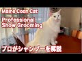 【メインクーン】世界一大きい猫種・メインクーンのシャンプーをプロが解説【Show Grooming】