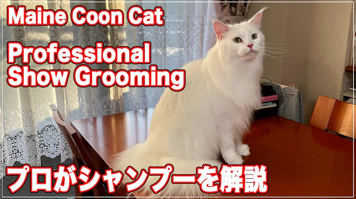 Video 11903771: maine coon, cat breed, cat shampoo