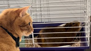 Orange tabby cat watching over neighbor's guinea pig. #catlover  #cat #pet  @mrmilosadventures by Mr. Milo's Adventures 178 views 2 days ago 1 minute, 6 seconds