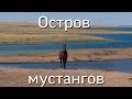 Ростовская область. Остров мустангов