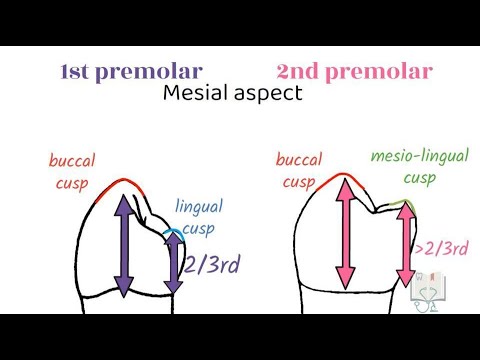 Video: Hvor ligger mandibulære premolarer?