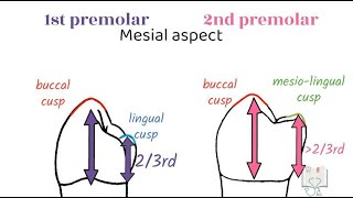 Differences between Mandibular 1st & 2nd Premolar by Doctoropsy 41,146 views 1 year ago 5 minutes, 17 seconds