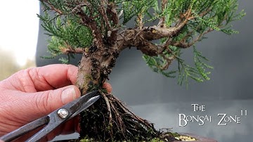 Winter Pruning My 12 Dollar Juniper, The Bonsai Zone, Feb 2024