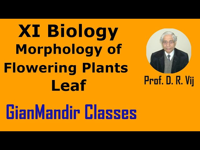 XI Biology | Morphology of Flowering Plants | Leaf by Taranjeet Sir