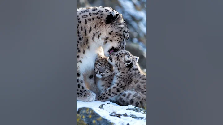 Watch the video about Snow Leopard Family