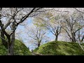 茂木町 桔梗城の桜       小さな恋の物語 アグネス・チャン