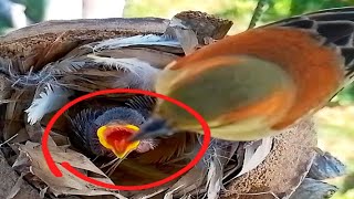 house-sparrow baby birds open their mouths waiting for food#bird