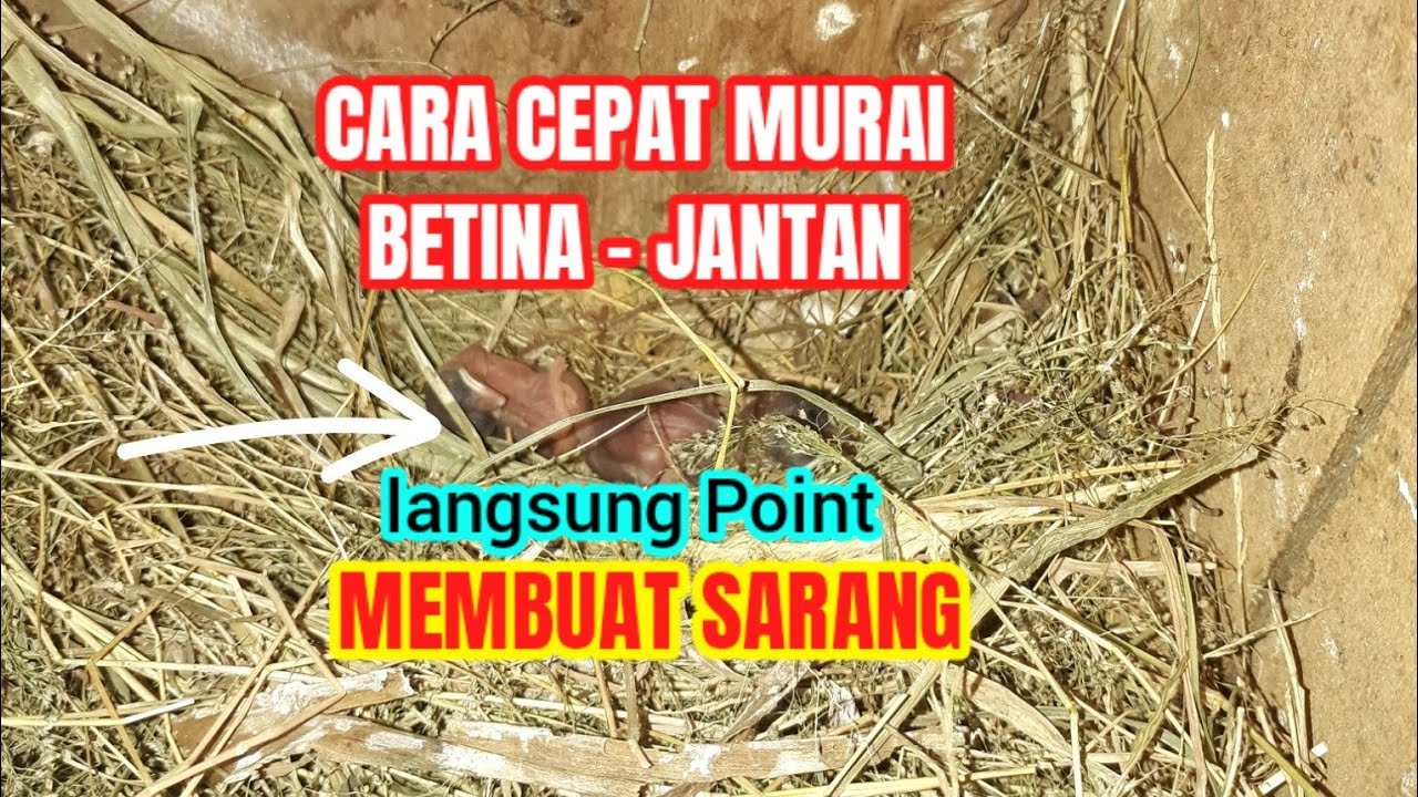 CARA CEPAT AGAR MURAI BETINA dan JANTAN MEMBUAT SARANG LANGSUNG POINT