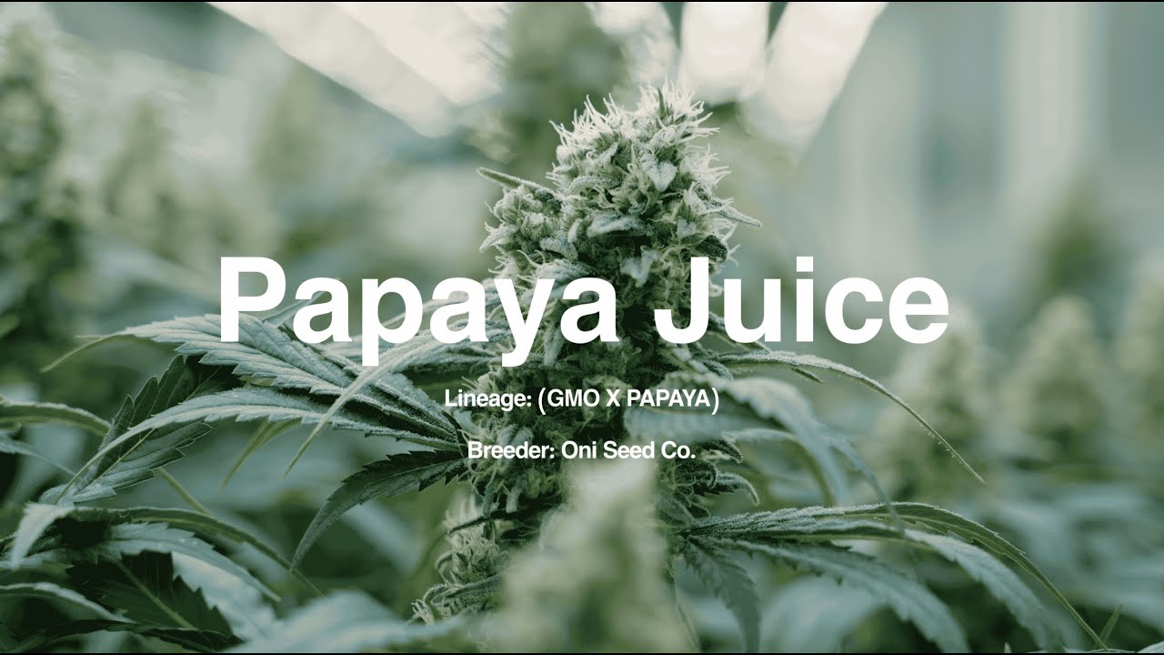 Strain Highlight: Papaya Juice