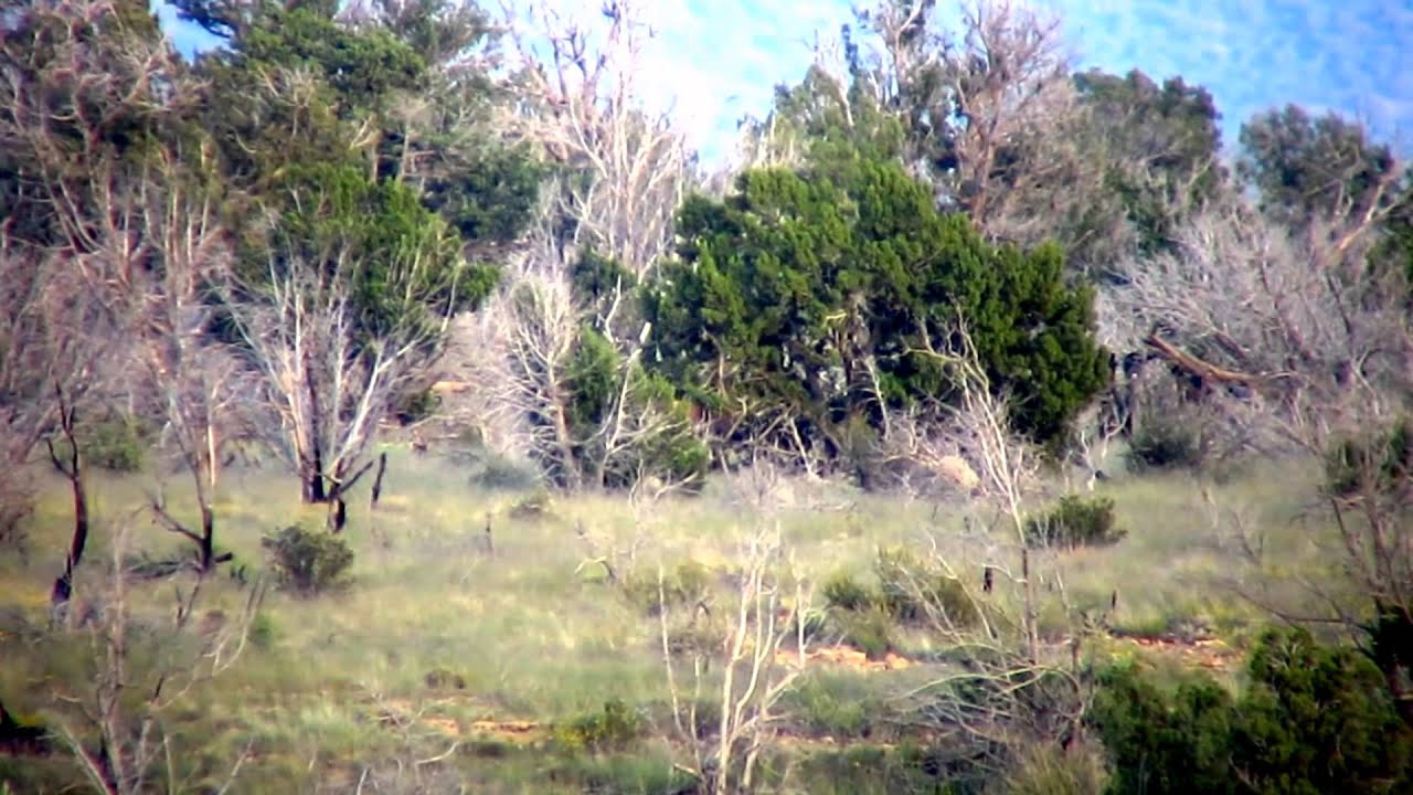 Arizona Elk Guides YouTube