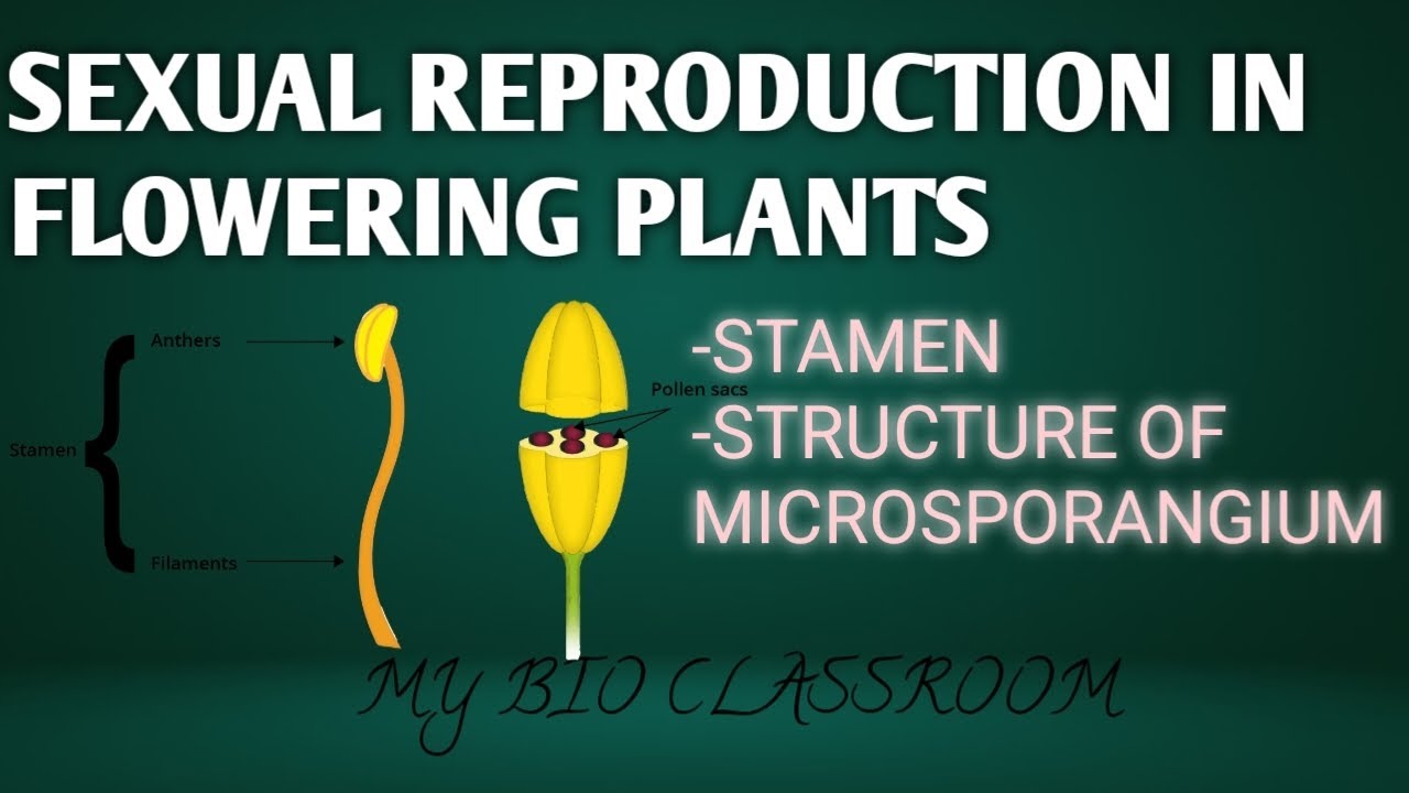 STAMEN, STRUCTURE OF MICROSPORANGIUM/SEXUAL REPRODUCTION IN FLOWERING PLANTS/MYBIO CLASSROOM