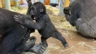 Gorilla⭐Genki forcibly stopped Kintaro who is full of energy and keeps playing.【Momotaro family】