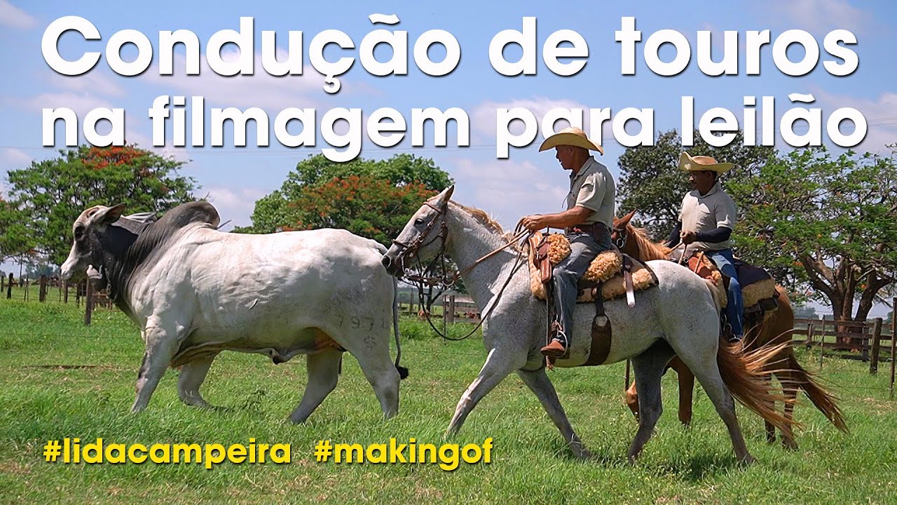 CONDUÇÃO DE TOUROS NA FILMAGEM PARA LEILÃO - MAKING OF - LIDA CAMPEIRA