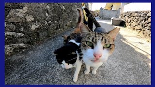 狭い路地を歩いていたら野良猫がモフられに集ってきた