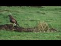 Buzzard hunting low / Buizerd jaagt laag (Buteo buteo)