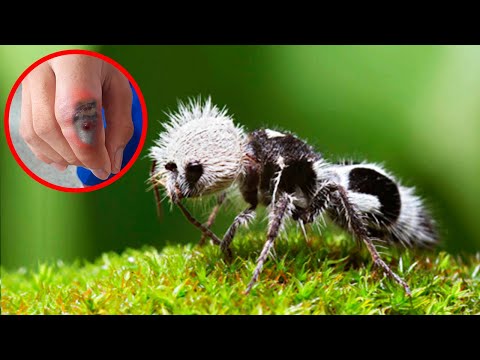 10 Animals You Absolutely Should NOT Touch