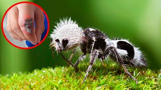 10 Animals You Absolutely Should NOT Touch