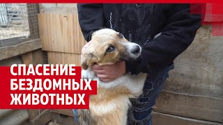 В Волгограде спасают бездомных животных| V1.RU