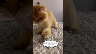 말벌아저씨를 능가하는 고양이 ㅋㅋㅋㅋㅋㅋㅋㅋㅋㅋㅋㅋㅋㅋㅋㅋㅋ #고양이 #cat