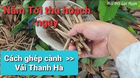 Cách Ghép Vải Thiều Lục Ngạn l Núi Đồi Lục Ngạn
