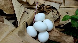 white Leghorn Egg Versus Firecarcker | Flopcloud by FlopCloud 7,896 views 7 years ago 2 minutes, 46 seconds