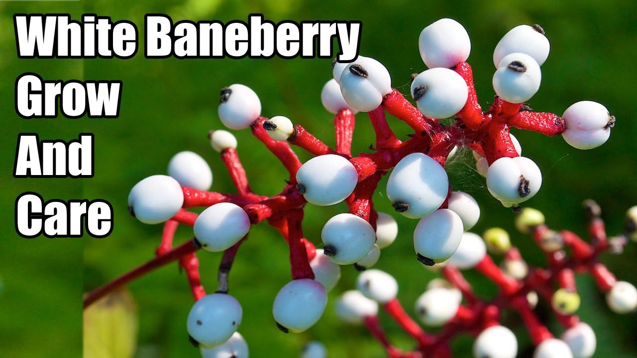 White Baneberry (Doll's Eyes): Care & Growing Guide