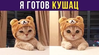 Приколы с котами. Я готов КУШАЦ | Мемозг #125 Приколы с котами. Я готов КУШАЦ | Мемозг #125