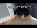 【2022/06/07】いじけるチワワ？