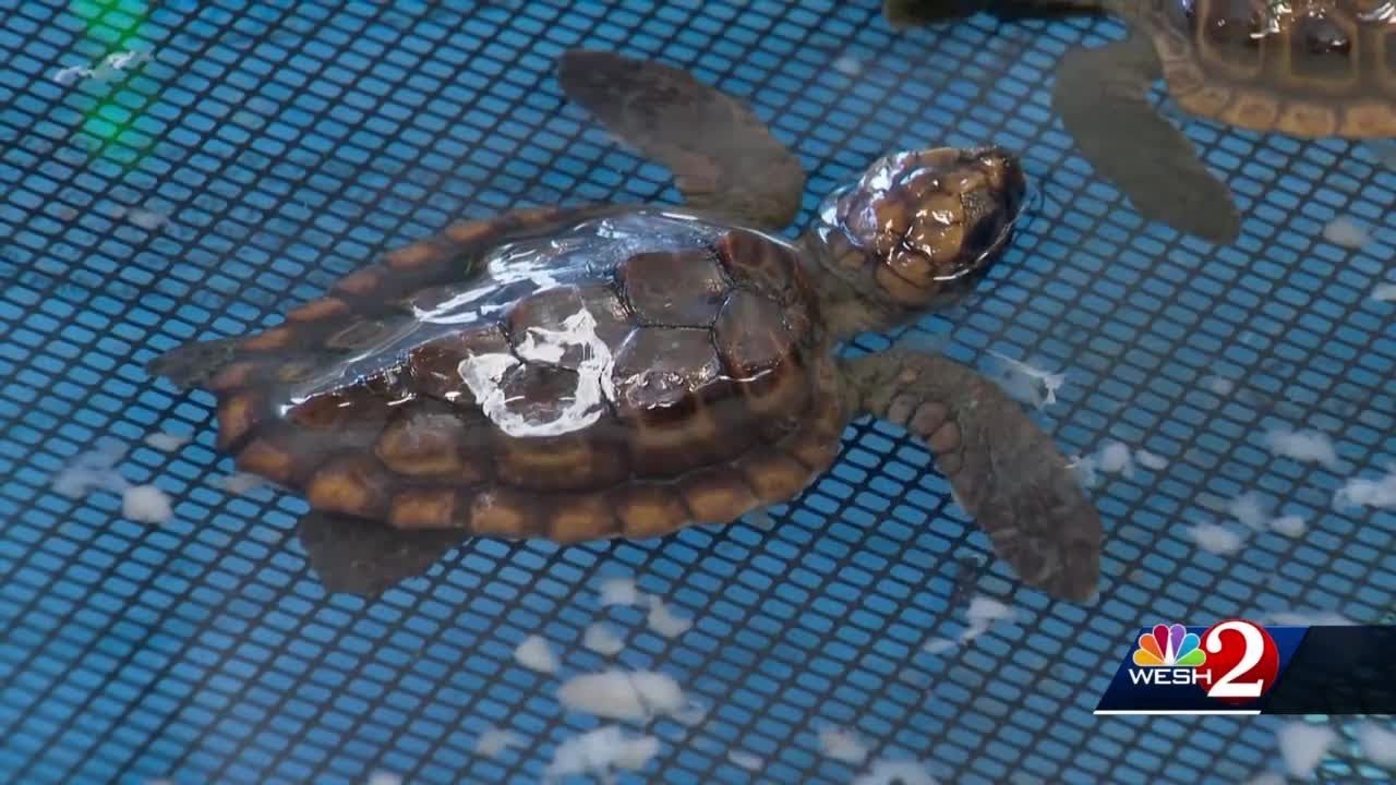 Hundreds of baby sea turtles rescued after being washed back to shore ...