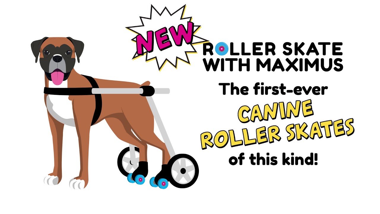 Maximus Skates for Disabled Dogs in Wheelchair YouTube