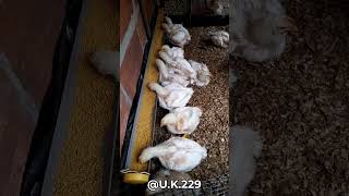 Broiler chicken 25 days ago #broilerchicken
