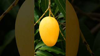 Cutting Fresh Fruit Mango Ai Asmr Satisfying