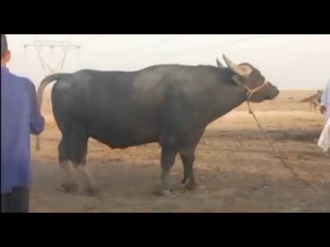 شفج ابو الفضل العباس عليه السلام البصره القرنه الشرش