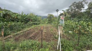 Hurricane Lala relief: Federal help available for Hawaii farmers