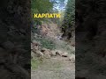 Explore Ukraine's Carpathians 🇺🇦