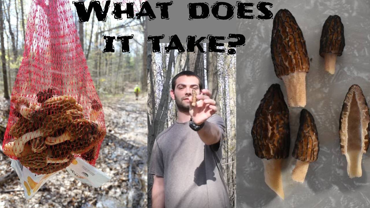 Finding Morels on State Land!!! NEED TO DO THIS. YouTube