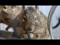 Дегу чилийская белка/Degu Chilean squirrel